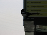 US-Car-Meeting-in-Schenkon-LU-2026-05-31-0056